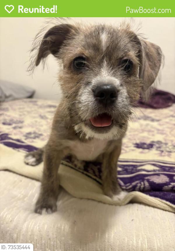 Reunited Female Dog last seen McDowell and 24th st, Phoenix, AZ 85006