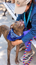 Shelter Stray Male Dog last seen Near E 174th Street, BRONX, NY, 10472, 326 E 110th St, New York, NY 10029, USA
