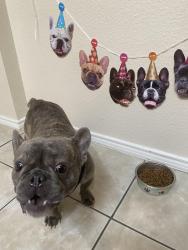 Lost Male Dog last seen Collins & country club, Arlington, TX 76002