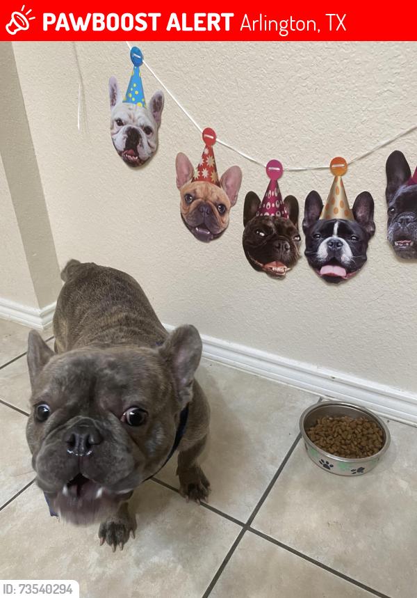 Lost Male Dog last seen Collins & country club, Arlington, TX 76002