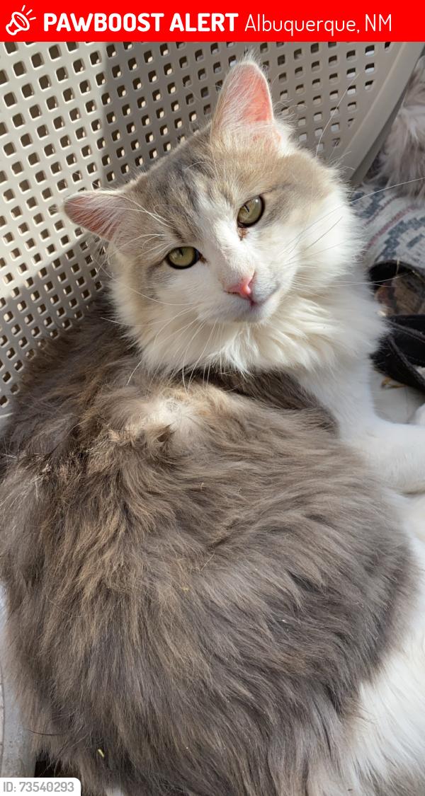 Lost Male Cat last seen 2nd Street and Desert Rd SW, Albuquerque, NM 87105