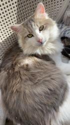 Lost Male Cat last seen 2nd Street and Desert Rd SW, Albuquerque, NM 87105