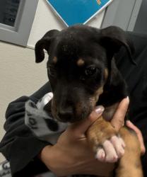 Shelter Stray Male Dog last seen Near Ridgewood Drive, San Diego, CA, 92139, 5500 Gaines St, San Diego, CA 92110, USA