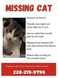 Lost Male Cat last seen Ida miller, George County, MS 39452