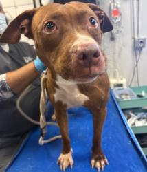 Shelter Stray Male Dog last seen Near 167, BRONX, NY, 10456, 326 E 110th St, New York, NY 10029, USA