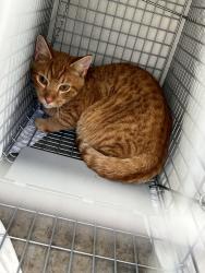 Shelter Stray Unknown Cat last seen Near Brannon Drive, VIRGINIA BEACH, VA, 23456, 341 S Birdneck Rd, Virginia Beach, VA 23451, USA
