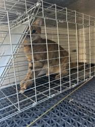 Shelter Stray Unknown Cat last seen Near Foxwood Drive, VIRGINIA BEACH, VA, 23462, 341 S Birdneck Rd, Virginia Beach, VA 23451, USA