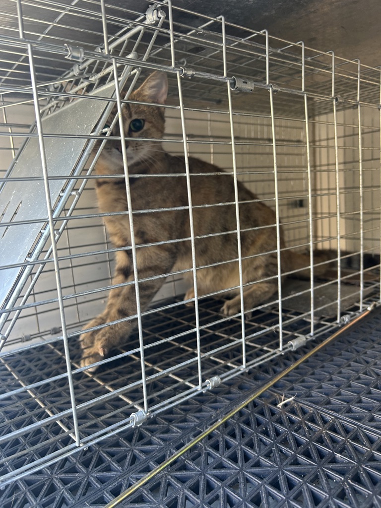 Shelter Stray Unknown Cat last seen Near Foxwood Drive, VIRGINIA BEACH, VA, 23462, 341 S Birdneck Rd, Virginia Beach, VA 23451, USA