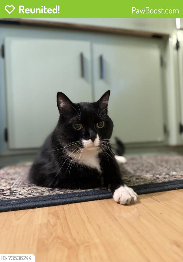 Reunited Male Cat last seen Emerson Ave and Imperial Drive, Saint Paul, MN 55118