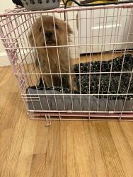 Found/Stray Male Dog last seen Nash street and forest hills, Wilson, NC 27896