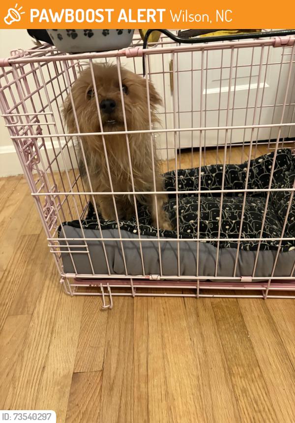 Found/Stray Male Dog last seen Nash street and forest hills, Wilson, NC 27896