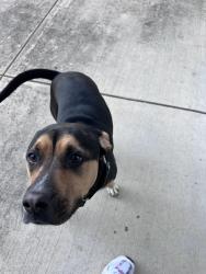 Found/Stray Male Dog last seen McNutt Elementary, Arlington, TX 76014