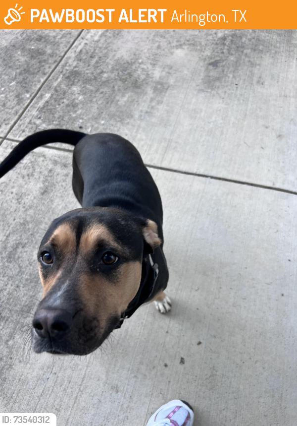 Found/Stray Male Dog last seen McNutt Elementary, Arlington, TX 76014