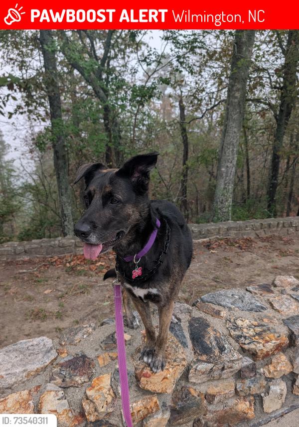 Lost Female Dog last seen KOA campground, Wilmington, NC 28411