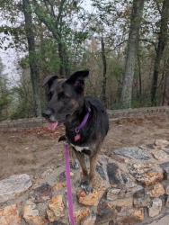 Lost Female Dog last seen KOA campground, Wilmington, NC 28411