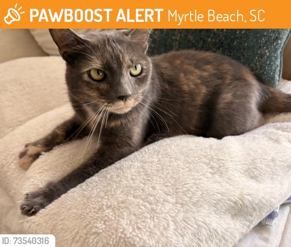 Found/Stray Female Cat last seen Avenue of the Palms Carolina forest, Myrtle Beach, SC 29588