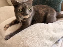 Found/Stray Female Cat last seen Avenue of the Palms Carolina forest, Myrtle Beach, SC 29588
