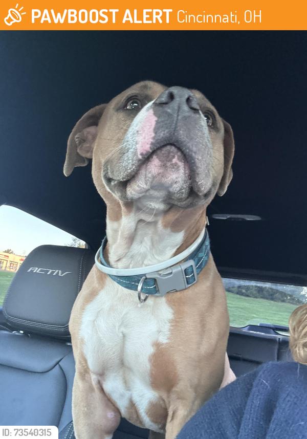 Found/Stray Male Dog last seen Near Vernon place, 45219, Cincinnati, OH 45219