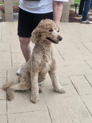 Reunited Unknown Dog last seen BEHIND THE WALK, Coral Springs, FL 33065