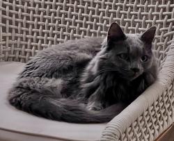 Reunited Female Cat last seen Residences at Oakland Road, South Windsor, CT 06074