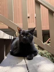 Reunited Female Cat last seen Duboce and Noe st, San Francisco, San Francisco, CA 94114