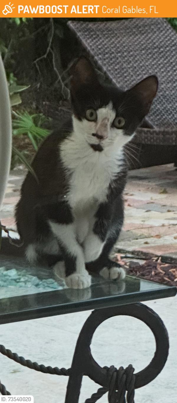 Found/Stray Unknown Cat last seen Vittorio Avenue and Le Jeune Coral Gables, Coral Gables, FL 33146
