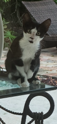 Found/Stray Unknown Cat last seen Vittorio Avenue and Le Jeune Coral Gables, Coral Gables, FL 33146