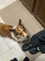 Reunited Male Dog last seen Bavarian lane and Jacqueline dr- pine manor, Rockford, IL 61109