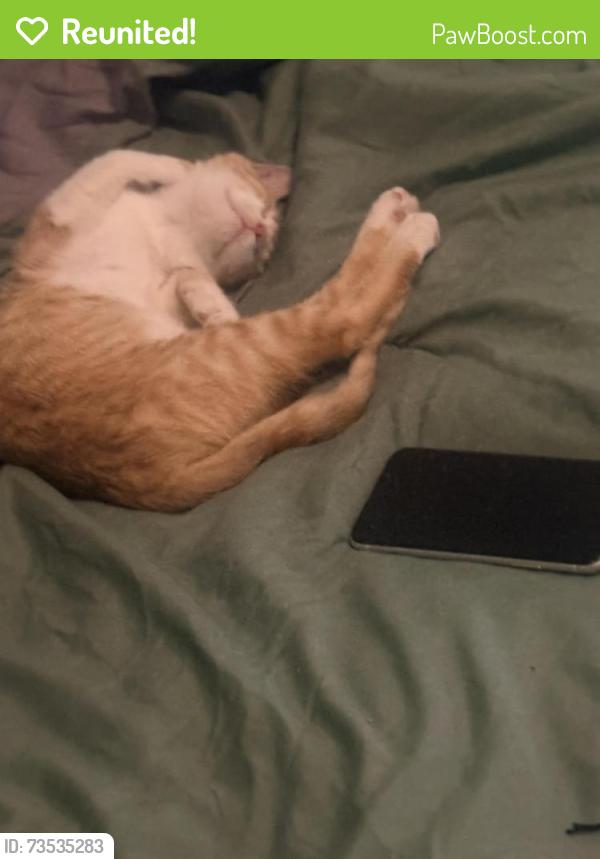Reunited Male Cat last seen Near azalea trace dr, Houston, TX 77066