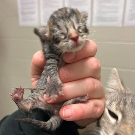 Shelter Stray Female Cat last seen , 54687 Co Rd 19, Bristol, IN 46507, USA