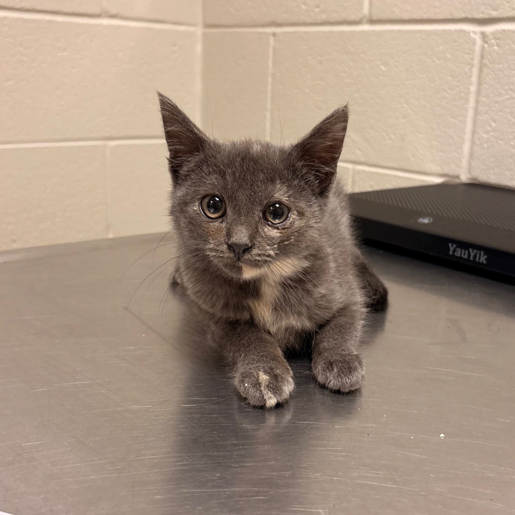 Shelter Stray Female Cat last seen , 54687 Co Rd 19, Bristol, IN 46507, USA