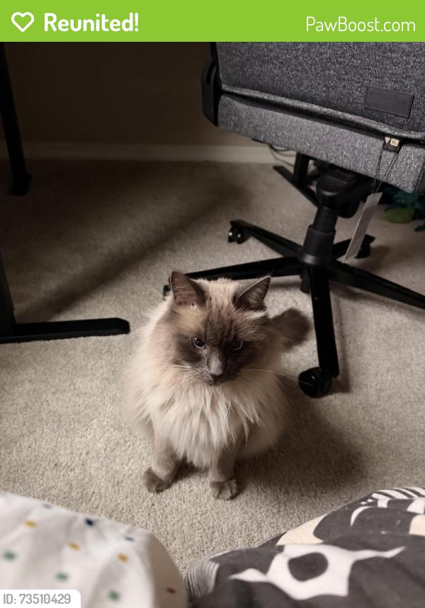 Reunited Male Cat last seen Enclaves at Mountain Vista Neighborhood, Colorado Springs, CO 80938