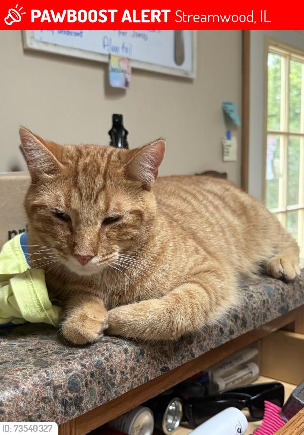 Lost Male Cat last seen E Oltendorf Rd & Pine St, Streamwood, IL 60107