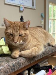 Lost Male Cat last seen E Oltendorf Rd & Pine St, Streamwood, IL 60107