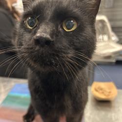 Shelter Stray Male Cat last seen , 980 Guilford College Rd, Greensboro, NC 27409, USA