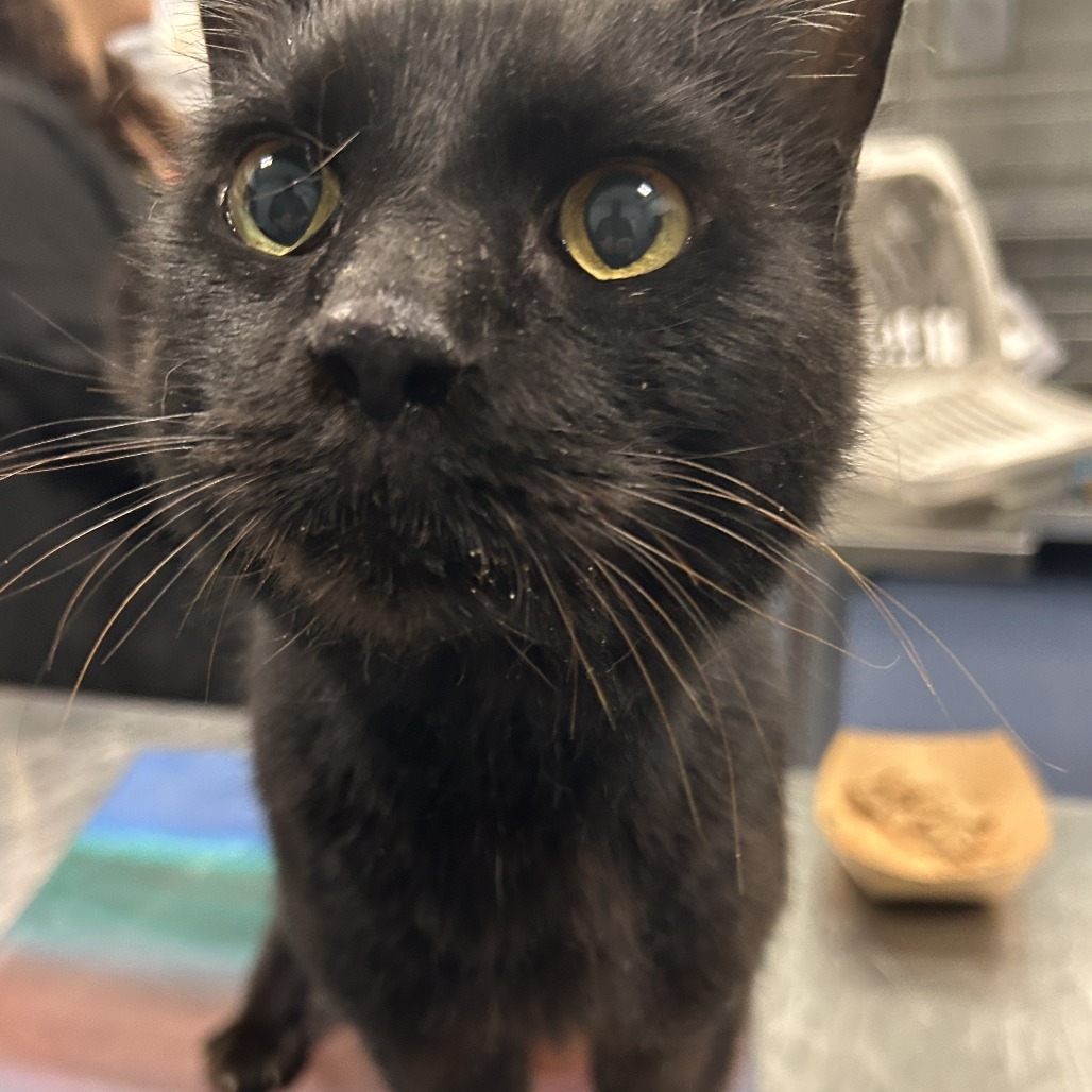 Shelter Stray Male Cat last seen , 980 Guilford College Rd, Greensboro, NC 27409, USA