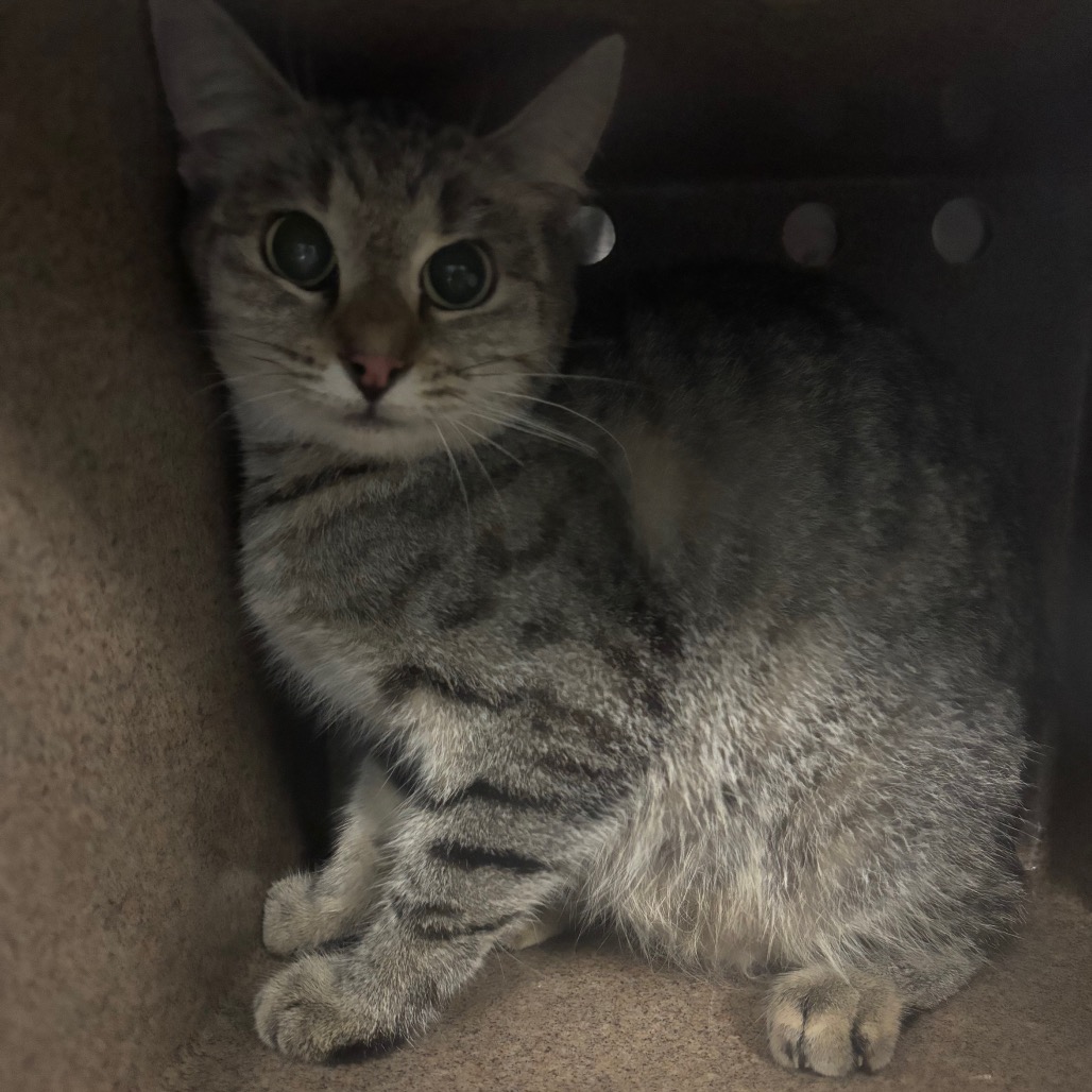 Shelter Stray Unknown Cat last seen , 980 Guilford College Rd, Greensboro, NC 27409, USA