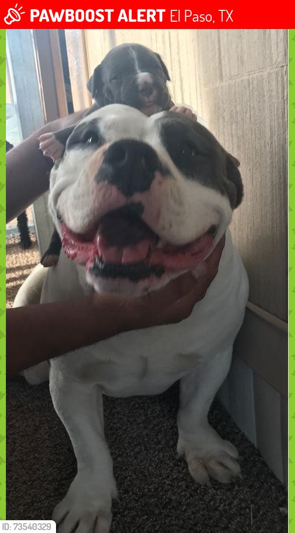 Lost Male Dog last seen Near titanic, El Paso, TX 79904