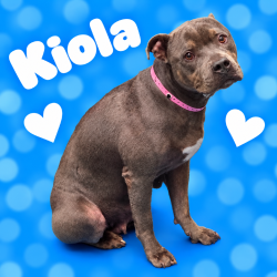 Shelter Stray Female Dog last seen , 2350 Appling City Cove, Memphis, TN 38133, USA