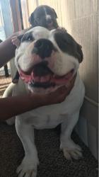 Lost Male Dog last seen Near titanic, El Paso, TX 79904