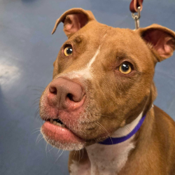 Shelter Stray Male Dog last seen , 3612 11th Ave, Los Angeles, CA 90018, USA