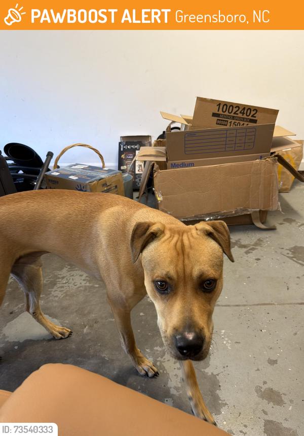Found/Stray Male Dog last seen Reedy fork, Greensboro, NC 27405
