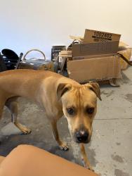 Found/Stray Male Dog last seen Reedy fork, Greensboro, NC 27405