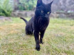 Lost Female Cat last seen Richards Terrace, Roath, Cardiff CF24, Cardiff, Wales 