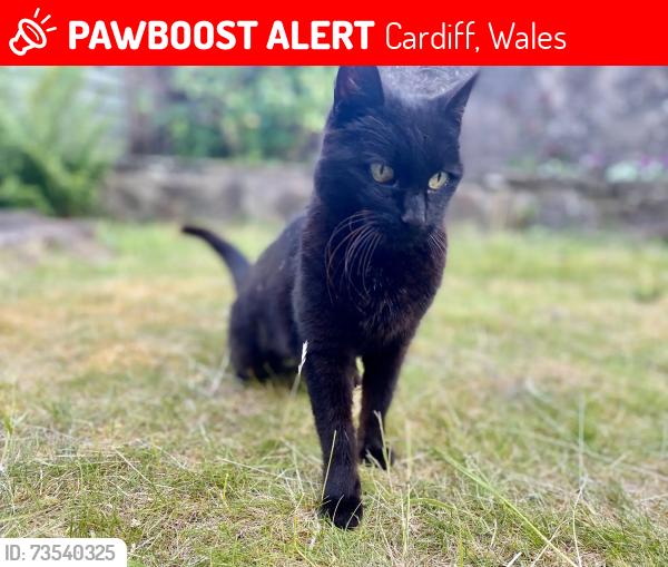 Lost Female Cat last seen Richards Terrace, Roath, Cardiff CF24, Cardiff, Wales 