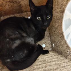 Shelter Stray Female Cat last seen , Animal Care & Control Team of Philly, 111 W Hunting Park Ave, Philadelphia, PA 19140, USA