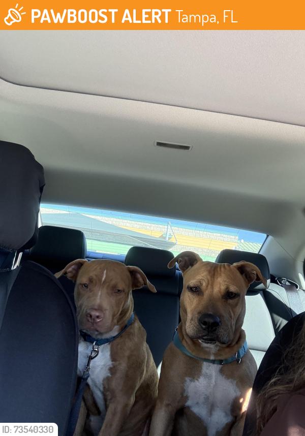 Found/Stray Female Dog last seen Home Depot, Tampa, FL 33611