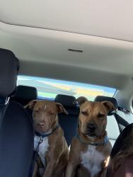Found/Stray Female Dog last seen Home Depot, Tampa, FL 33611