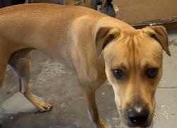 Found/Stray Male Dog last seen Reedy Fork Pkwy, Greensboro, NC 27405