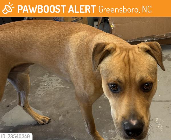 Found/Stray Male Dog last seen Reedy Fork Pkwy, Greensboro, NC 27405
